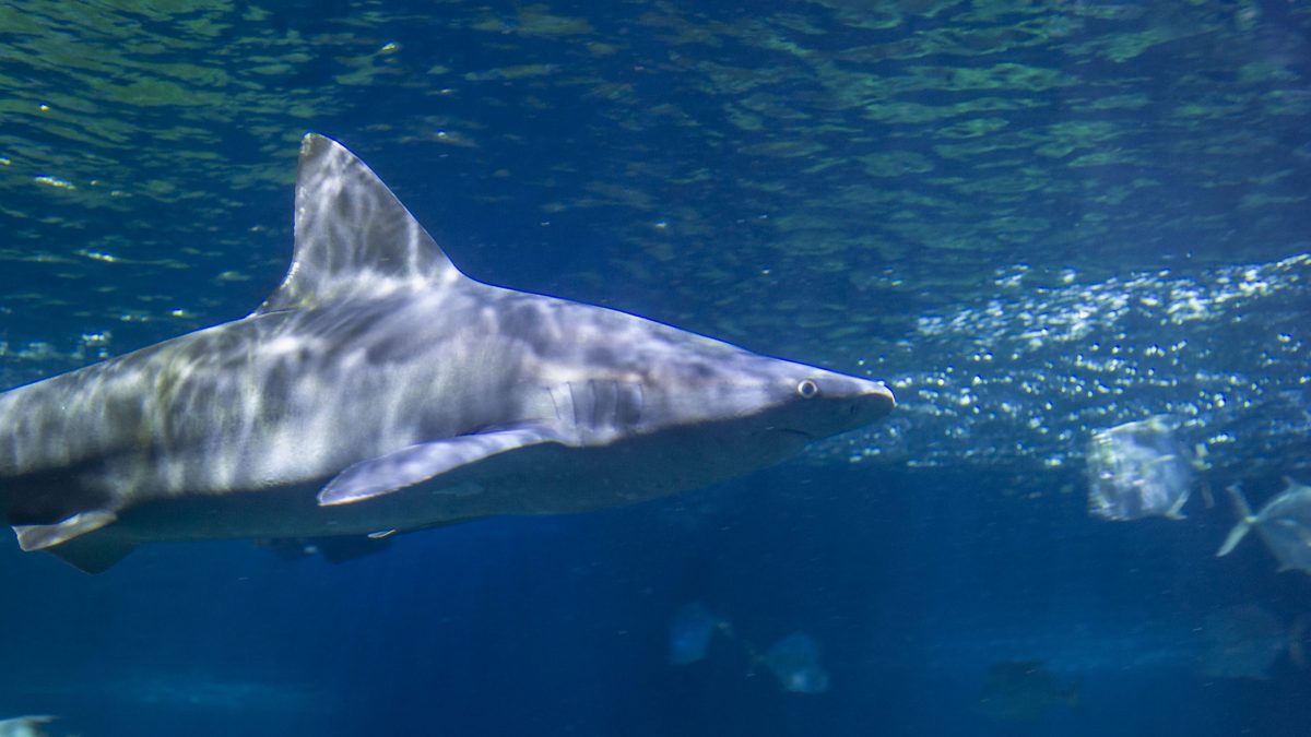 Sandbar Shark swimming in the Secret Reef exhibit