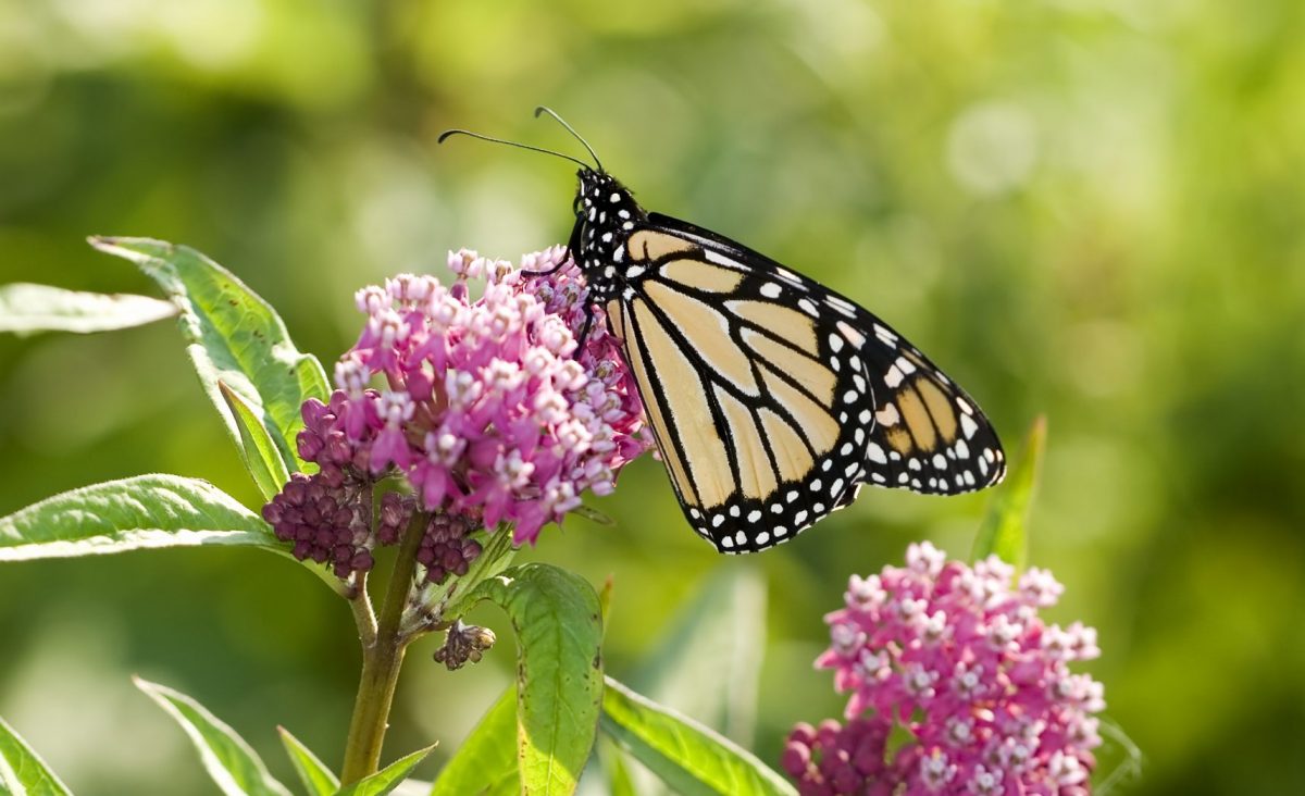 Monarch Butterflies Travel the Southeast During Annual Migration