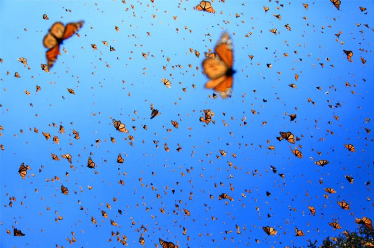 Monarch butterflies in flight