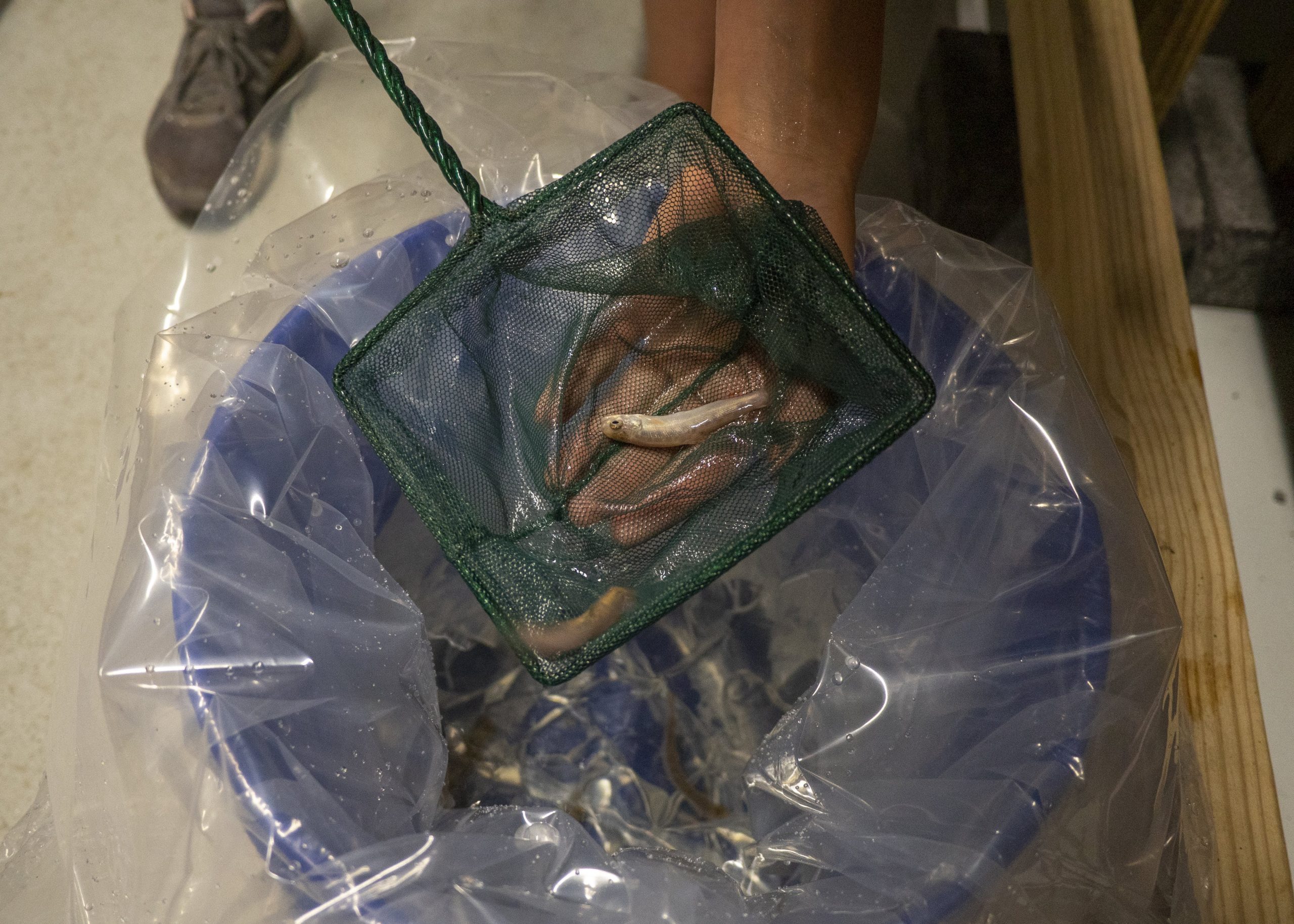 Pots of Gold: Hand-Spawning Native Trout · Tennessee Aquarium