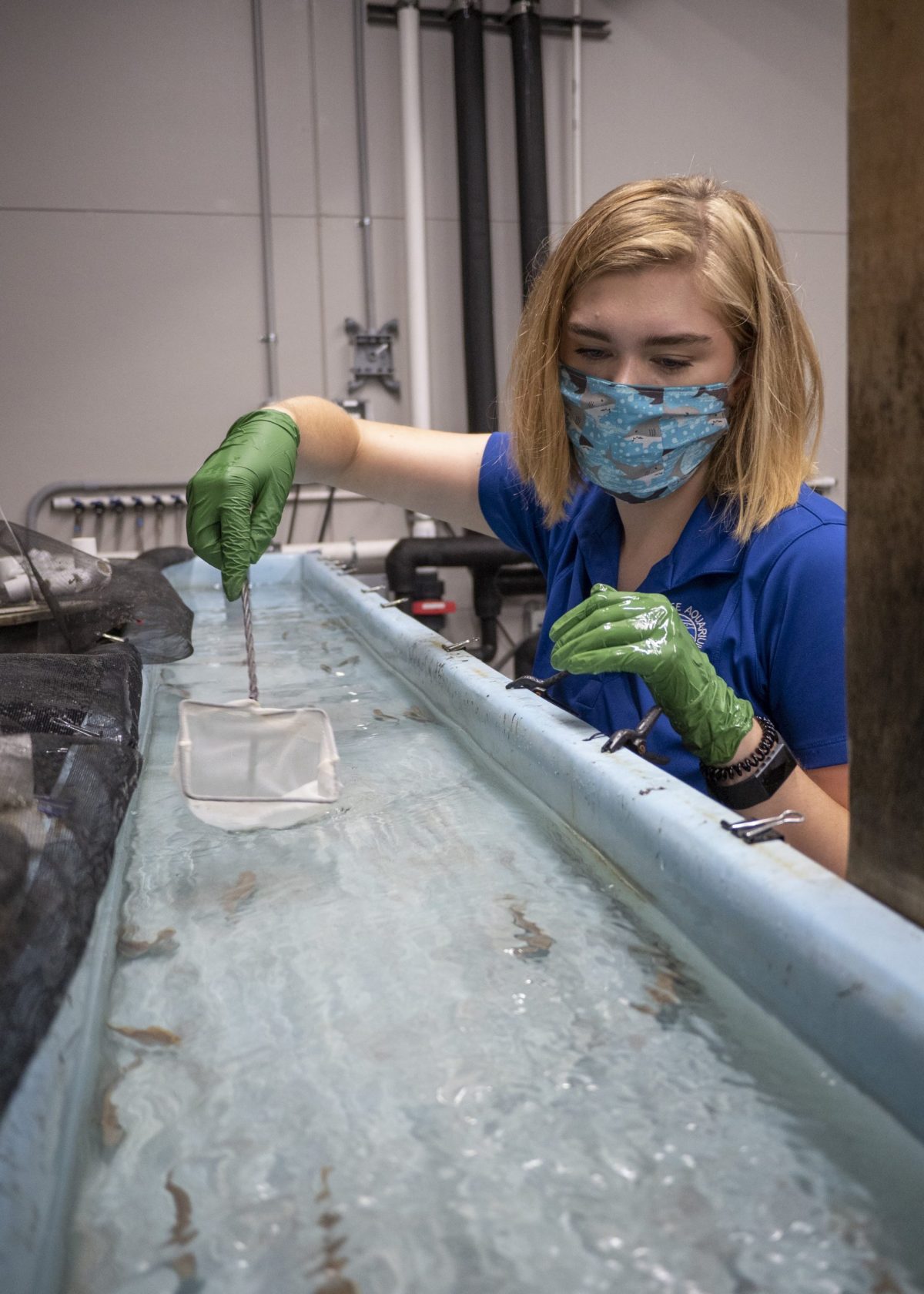 Reintroduction Assistant Anna Quintrell fishes juvenile Southern Appalachian Brook Trout from fish runs at the Tennessee Aquarium Conservation Institute