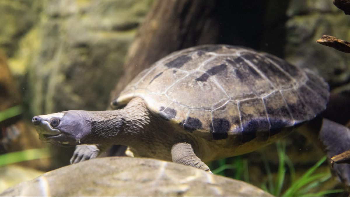 Malaysian Painted River Terrapin in the Kapuas River exhibit.