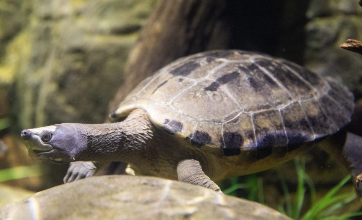 Malaysian Painted River Terrapin in the Kapuas River exhibit.