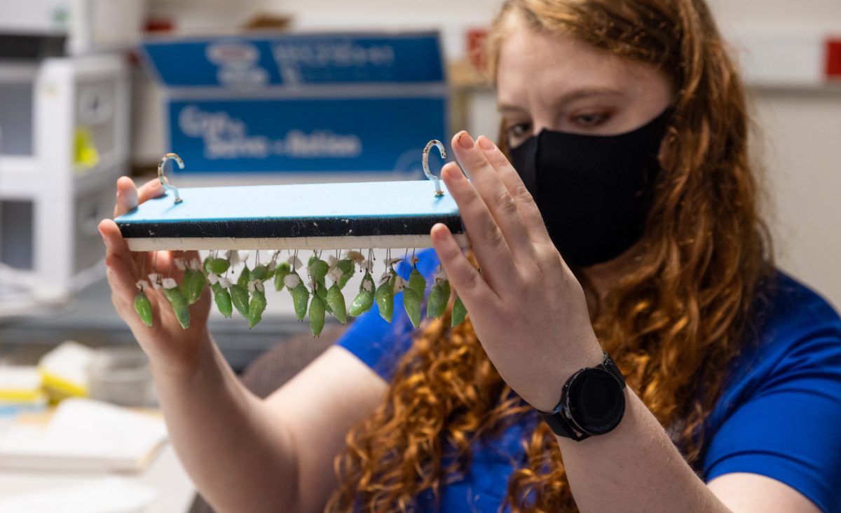 Rose Segbers holding board covered with chrysalises