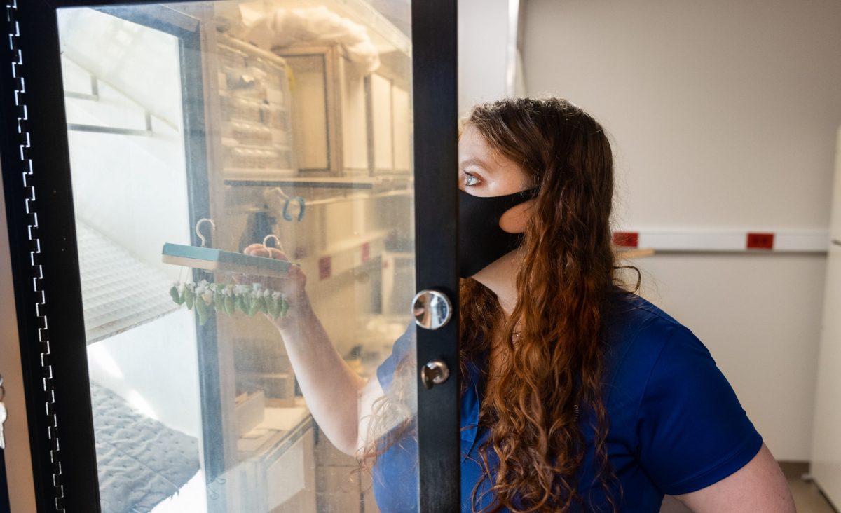 Rose SEgbers placing chrysalises into a chrysalis viewing case