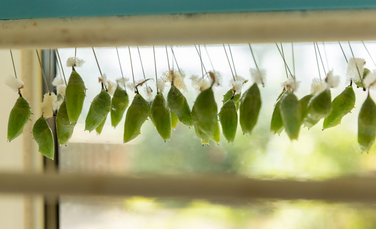 butterfly chrysalises in viewing case