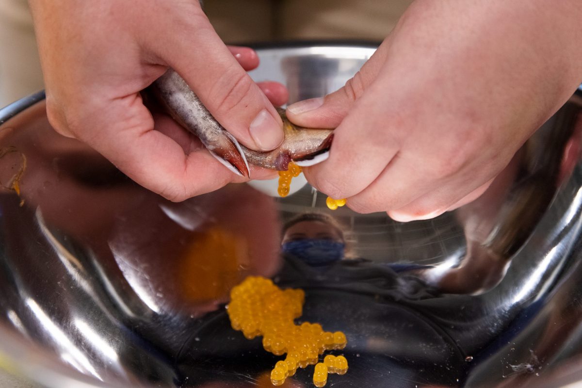 A conservation scientists massages eggs out of a female Southern Appalachian Brook Trout