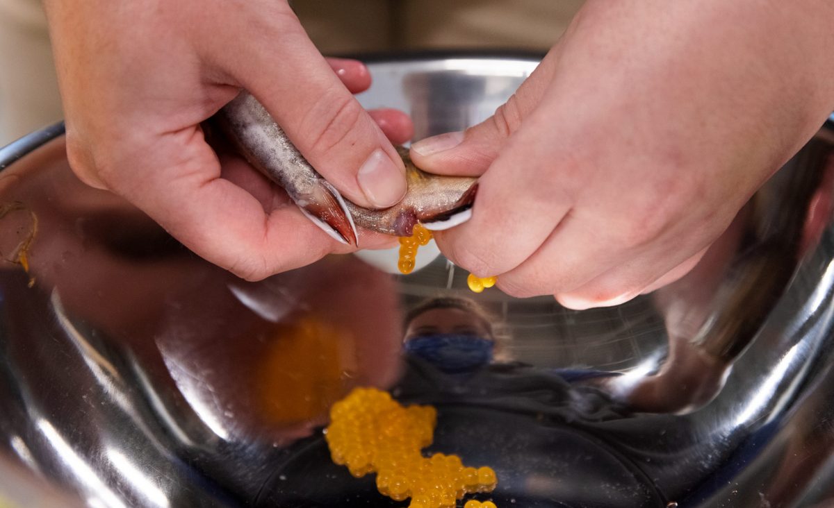 A conservation scientists massages eggs out of a female Southern Appalachian Brook Trout