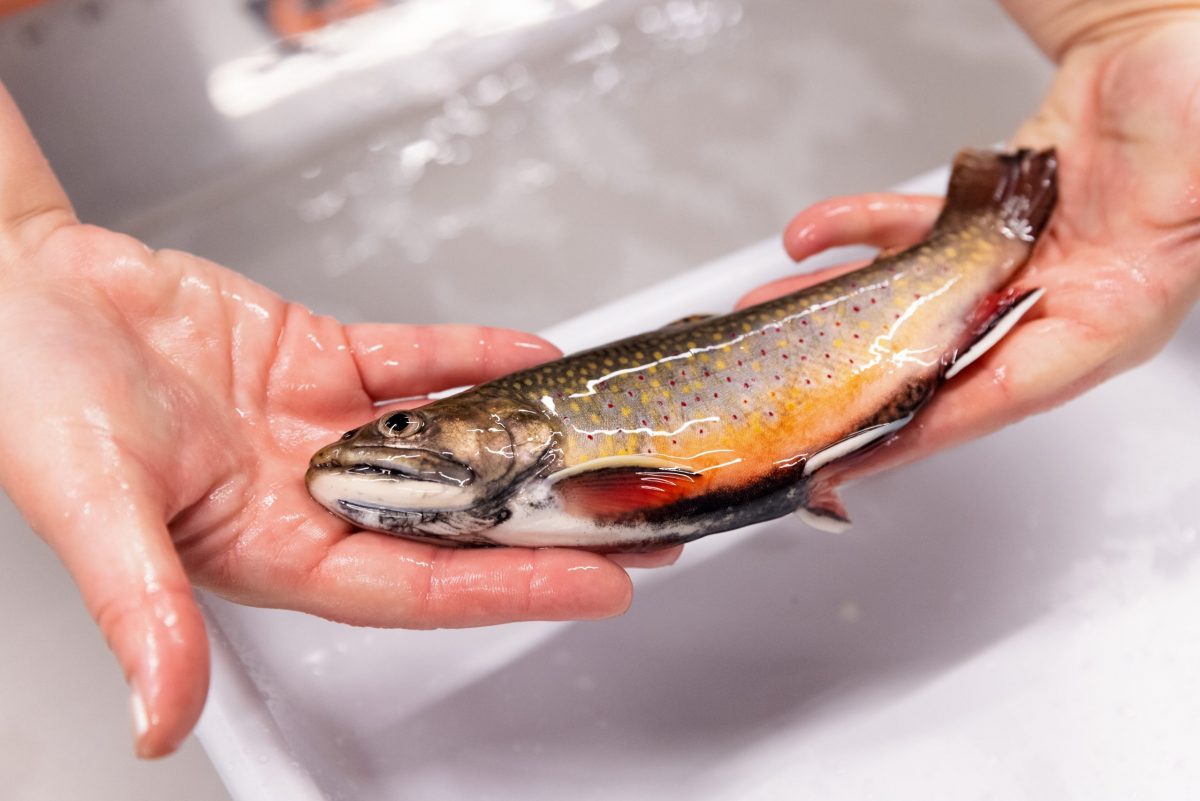 A Southern Appalachian Brook Trout