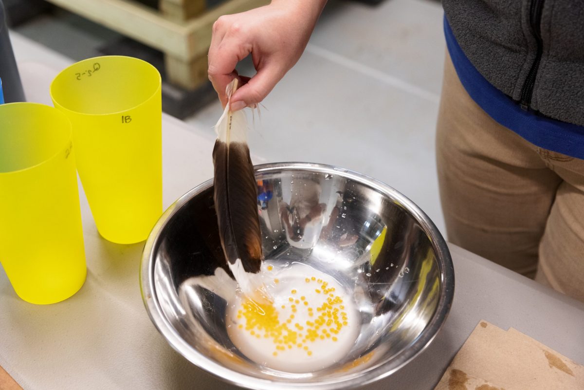 Conservation scientists whisk together Southern Appalachian Brook Trout eggs and milt to fertilize the eggs.