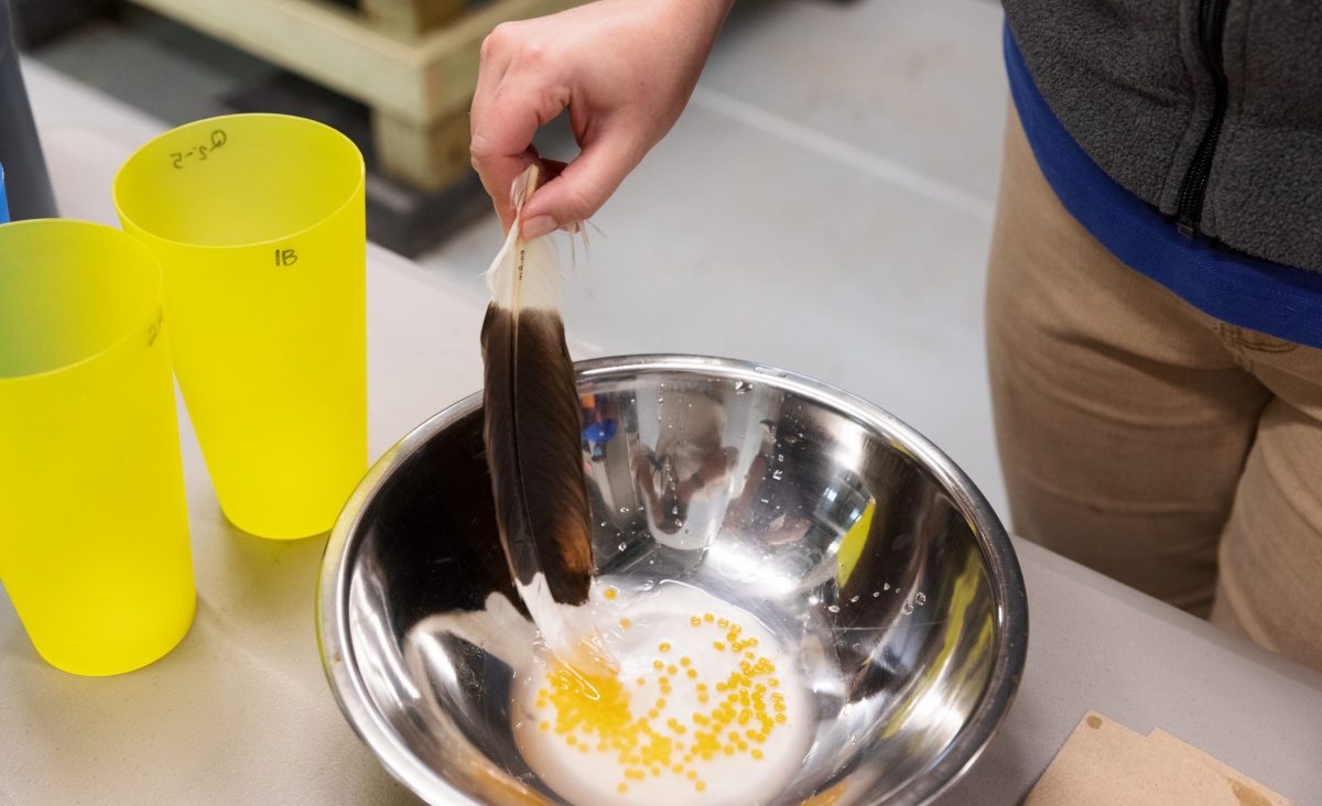 Conservation scientists whisk together Southern Appalachian Brook Trout eggs and milt to fertilize the eggs.
