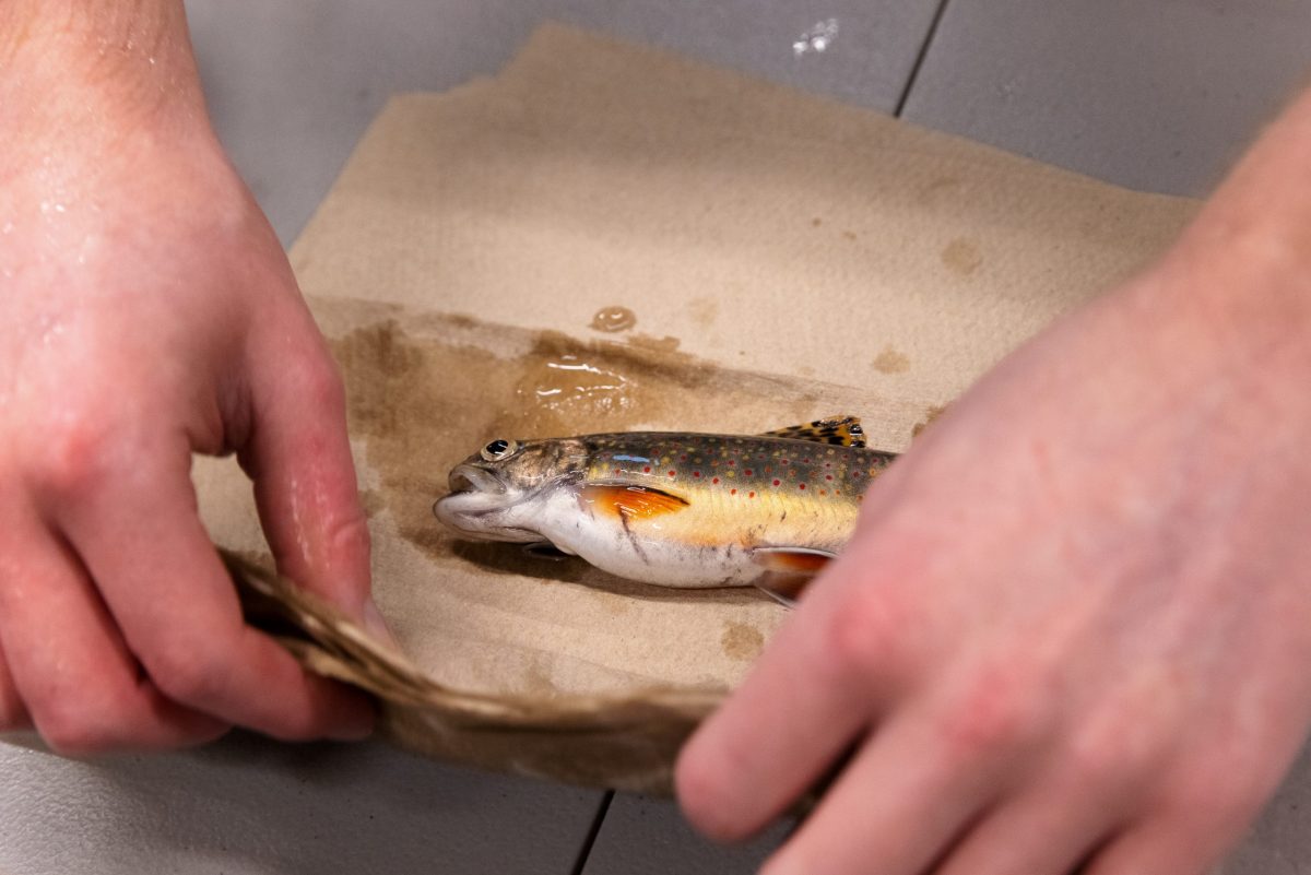 Conservation scientists pat Southern Appalachian Brook Trout with paper towels to dry them