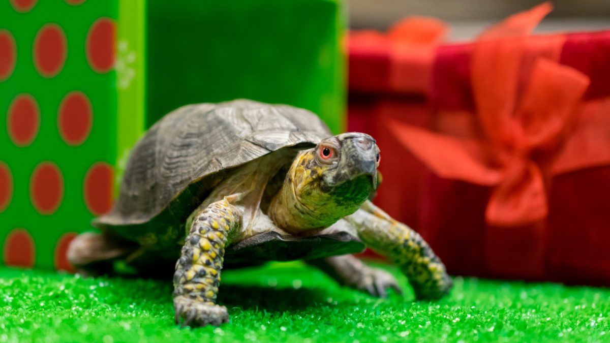 box turtle crawling out of holiday gift box