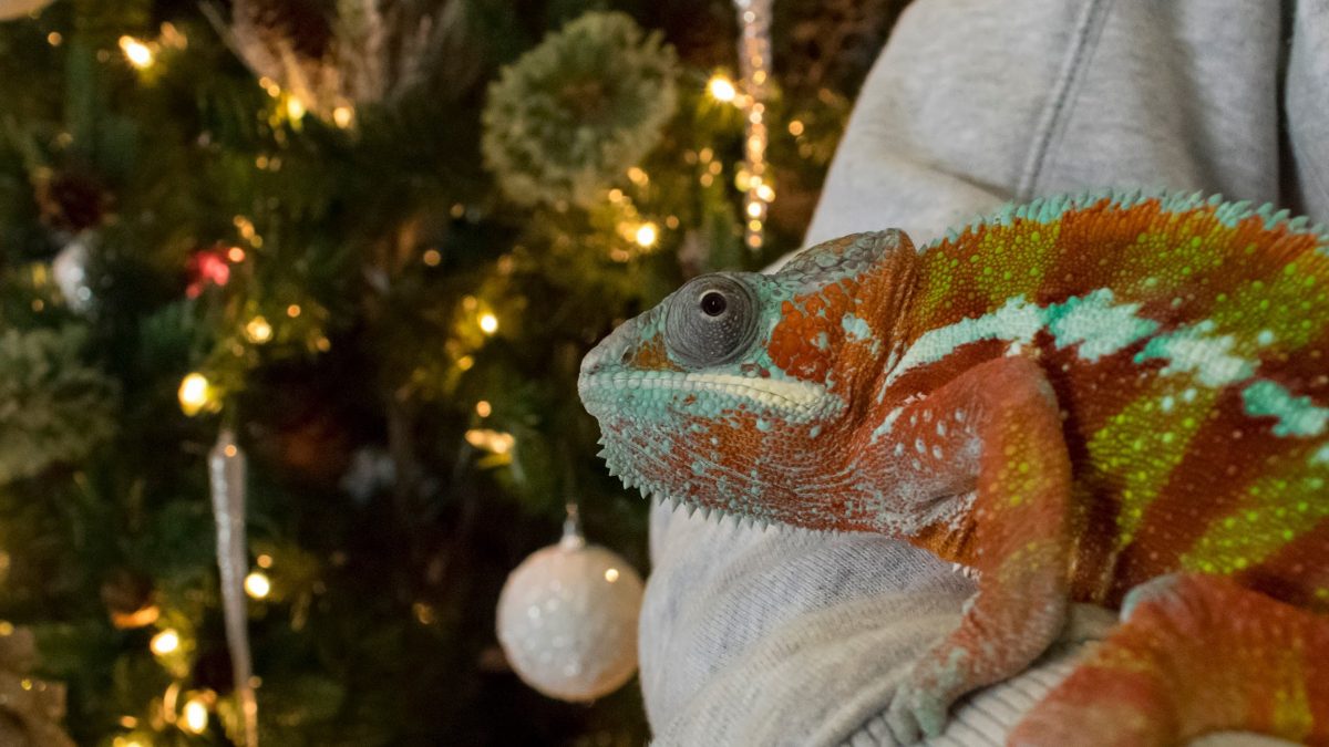 Keeper holding Panther Chameleon in front of Christmas tree