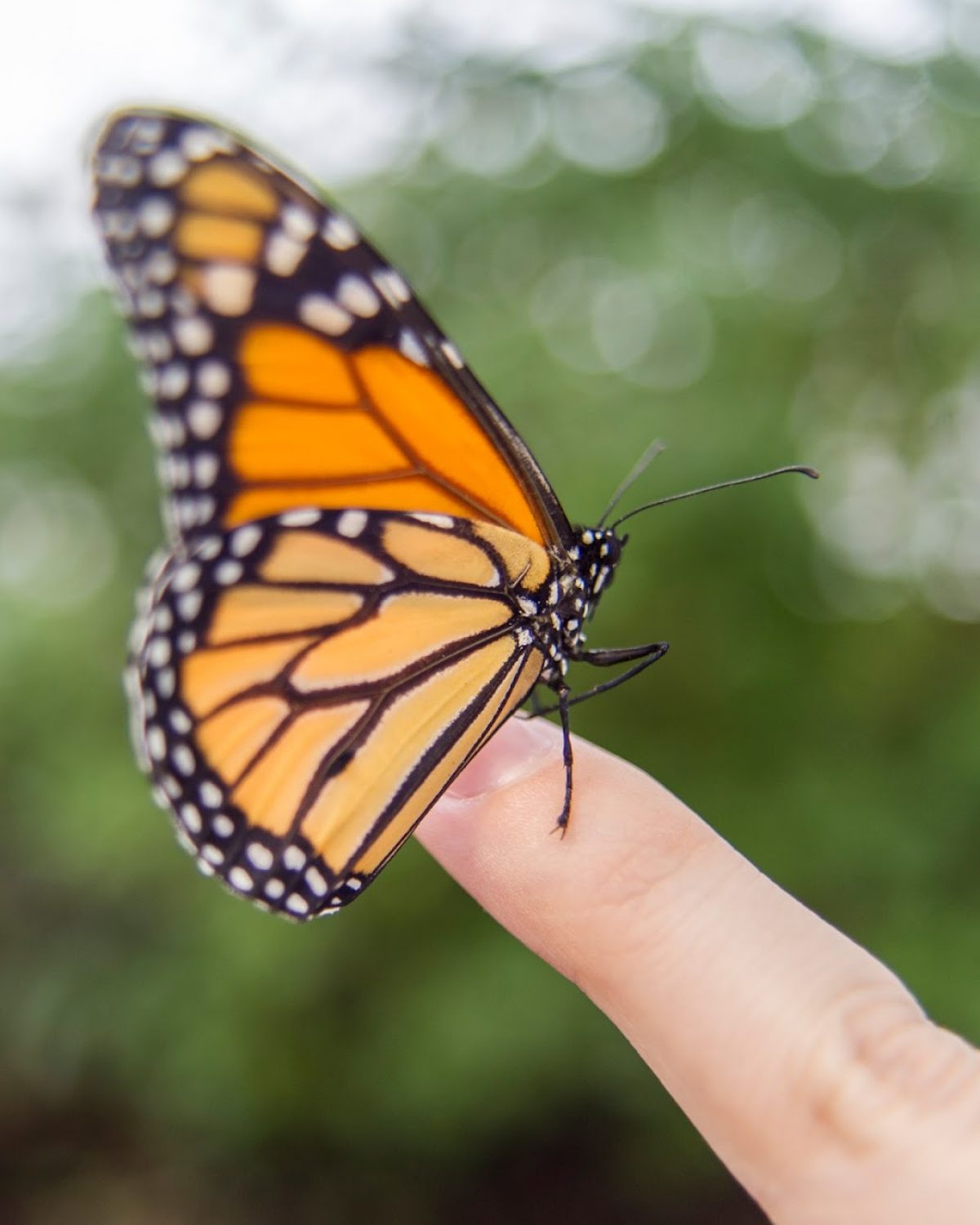 Monarch Butterfly perched on finger