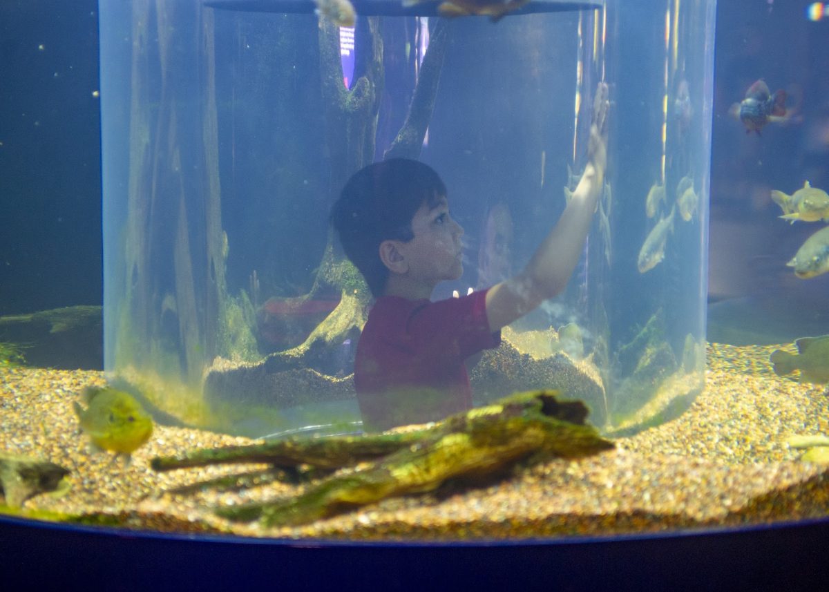 boy viewing fish from inside interactive pop up tank