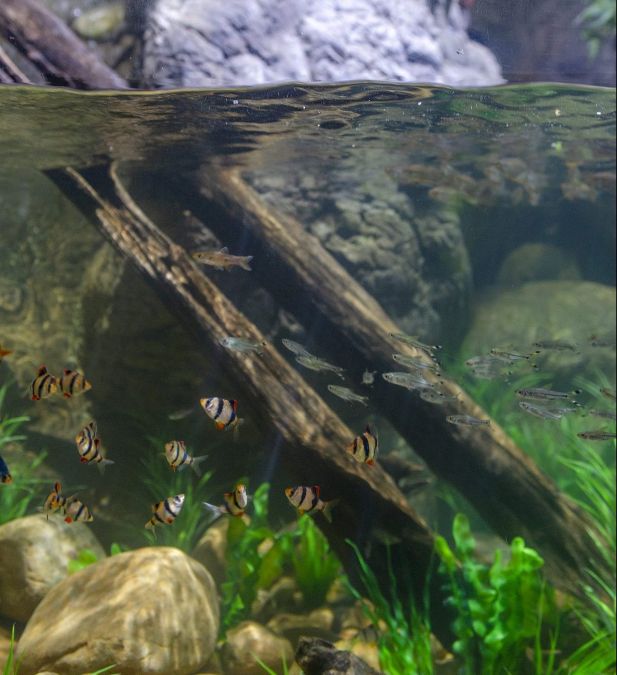Various species of fish swim in the Kapuas River exhibit