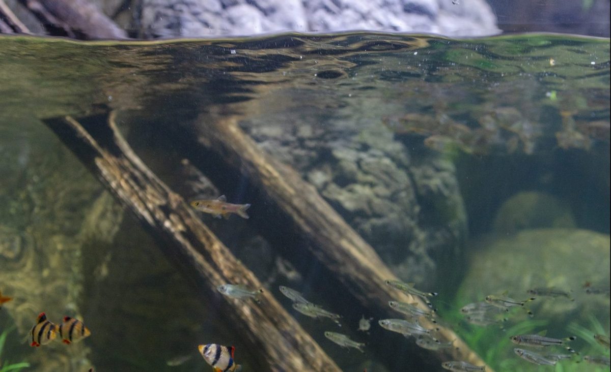 Various species of fish swim in the Kapuas River exhibit