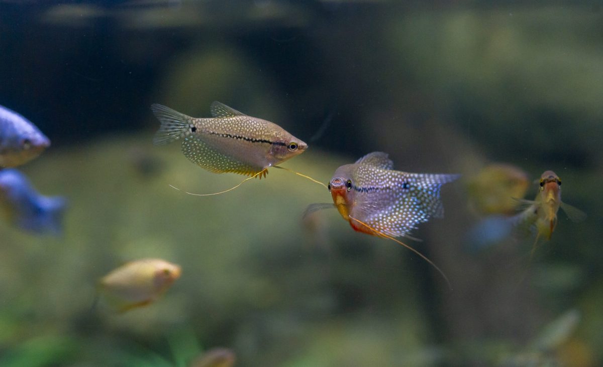 Various species of Gourami swim in the Kapuas River exhibit