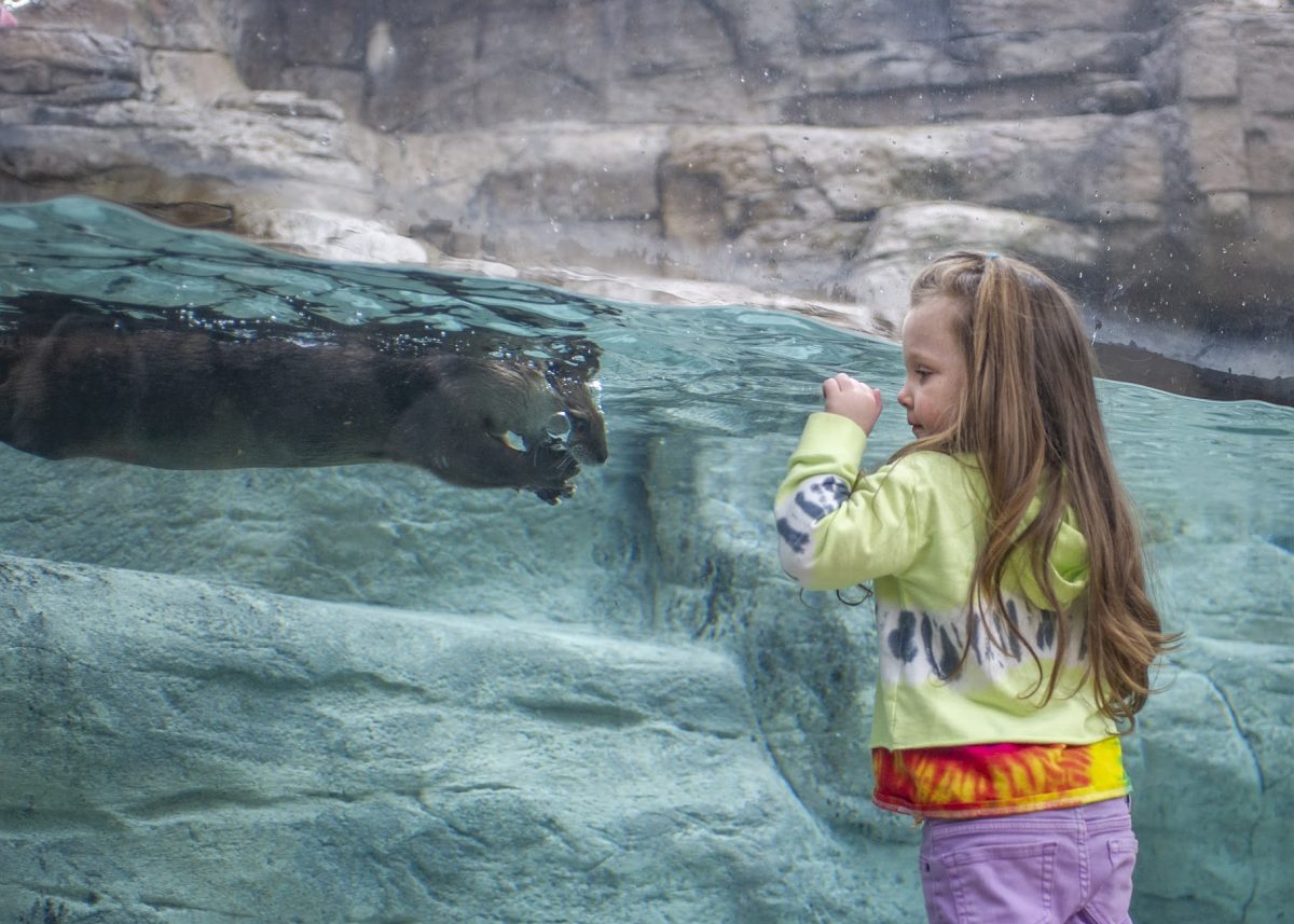 girl viewing river otter