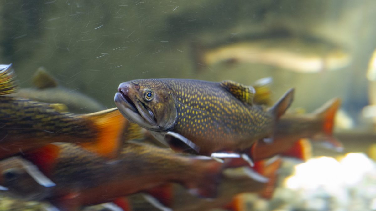 A Southern Appalachian Brook Trout swims in the Mountain Stream exhibit at the Tennessee Aquarium