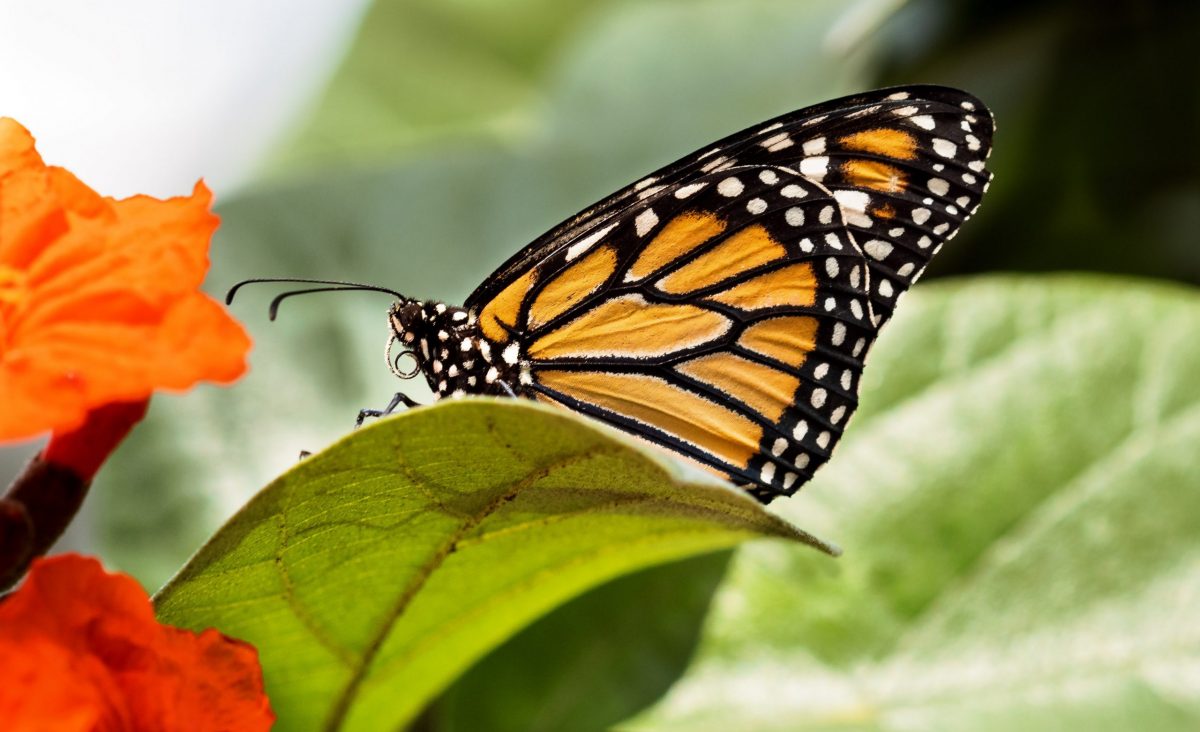 Monarch Butterfly