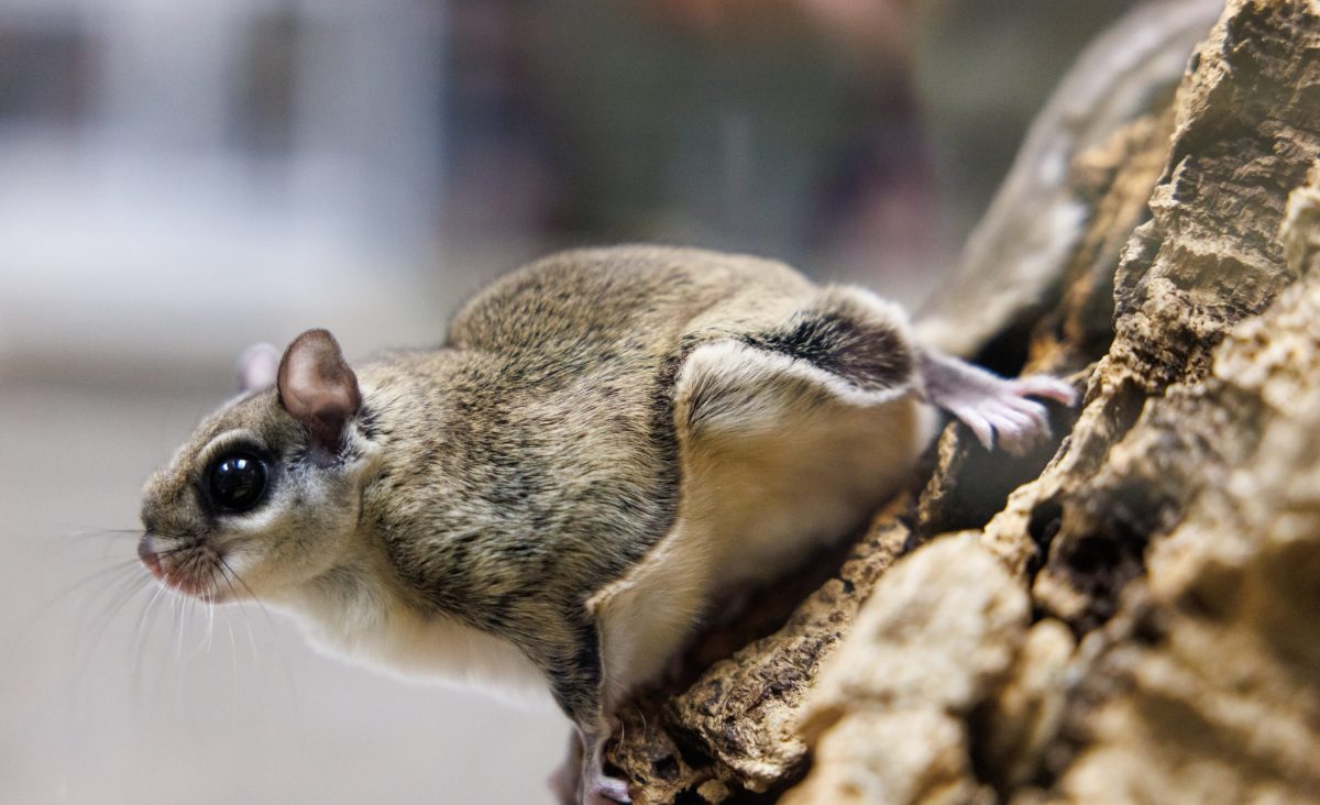 Southern Flying Squirrel