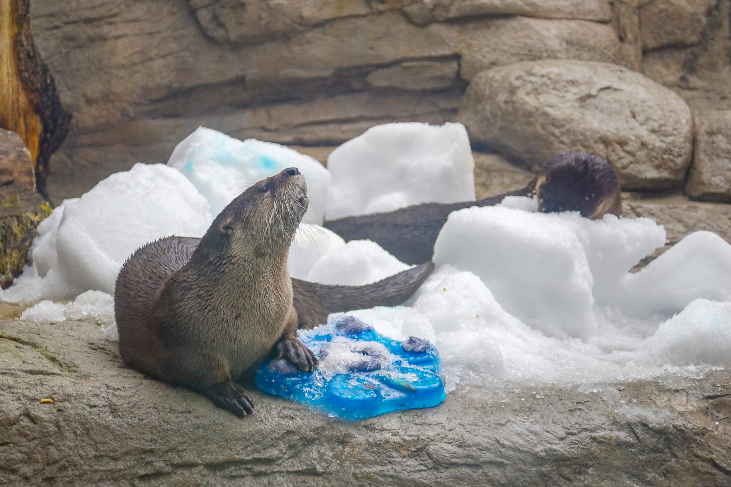 Winter Wildlife: How Southeastern Species Survive in Cold Weather