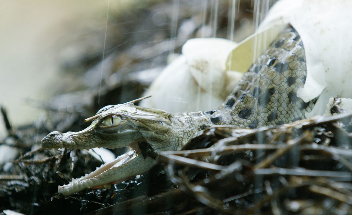 Baby Saltwater Crocodile