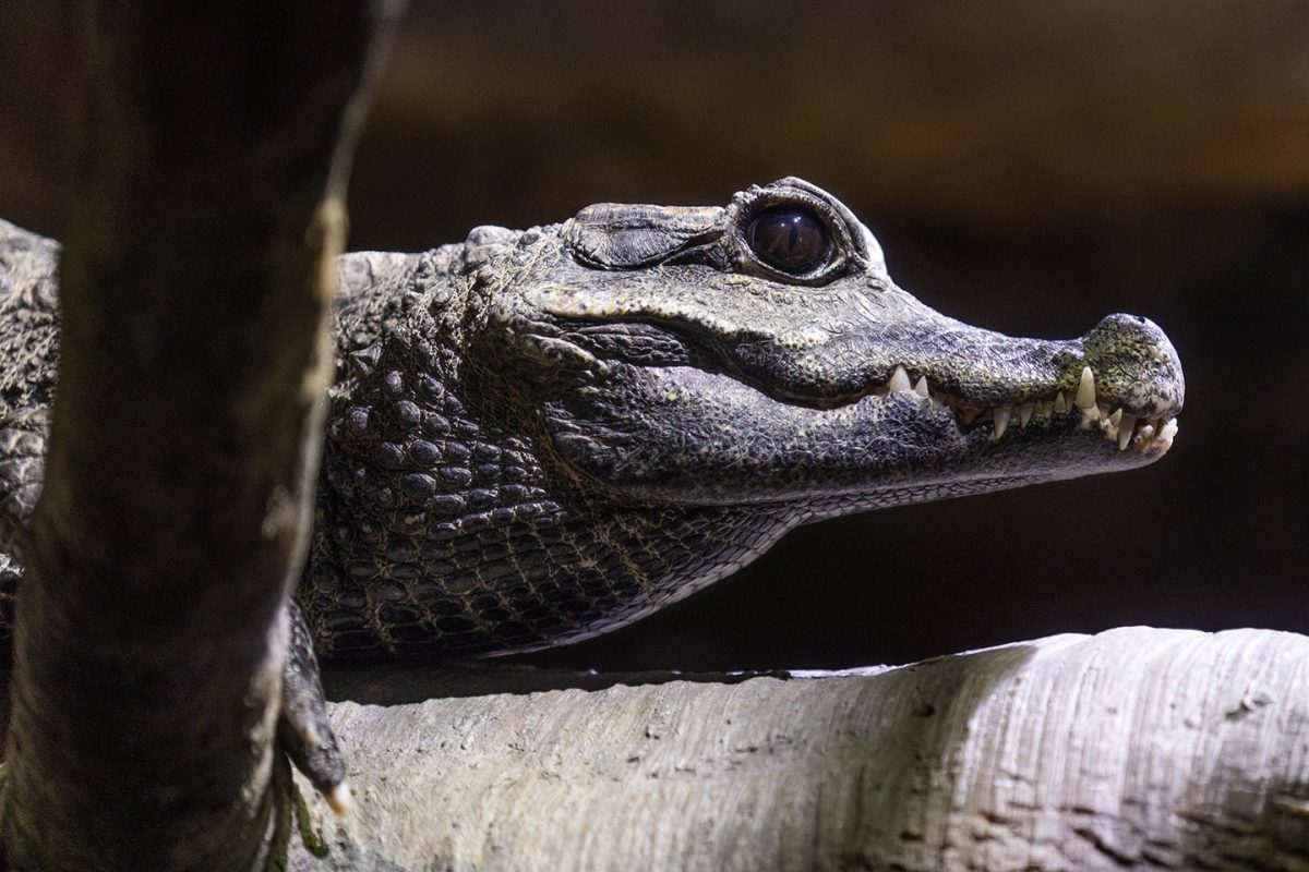 Dwarf Crocodile