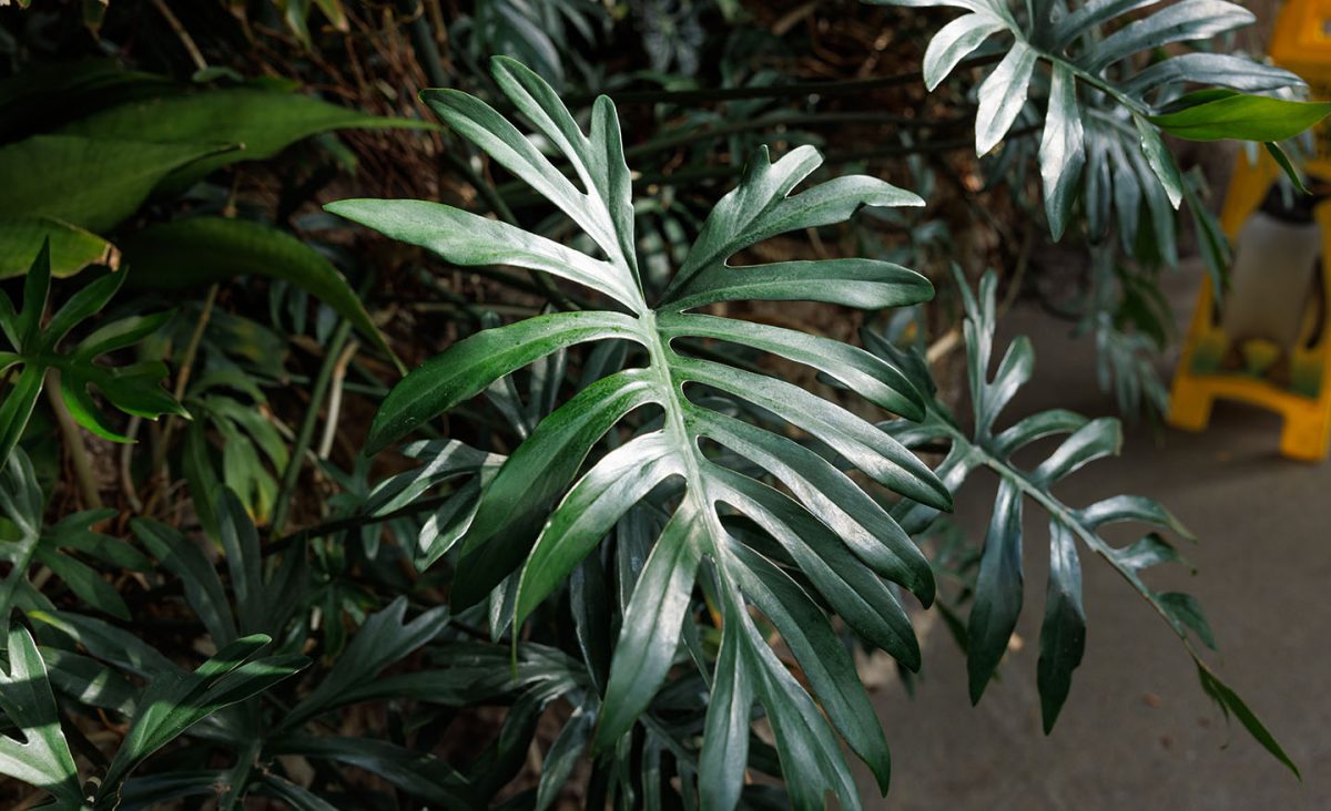 A philodendron plant