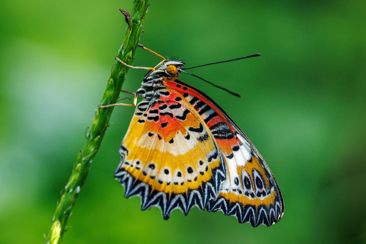 Leopard Lacewing butterfly