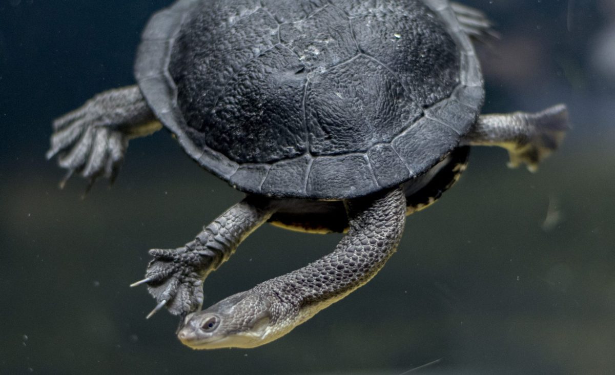 Northern Snake-necked Turtle