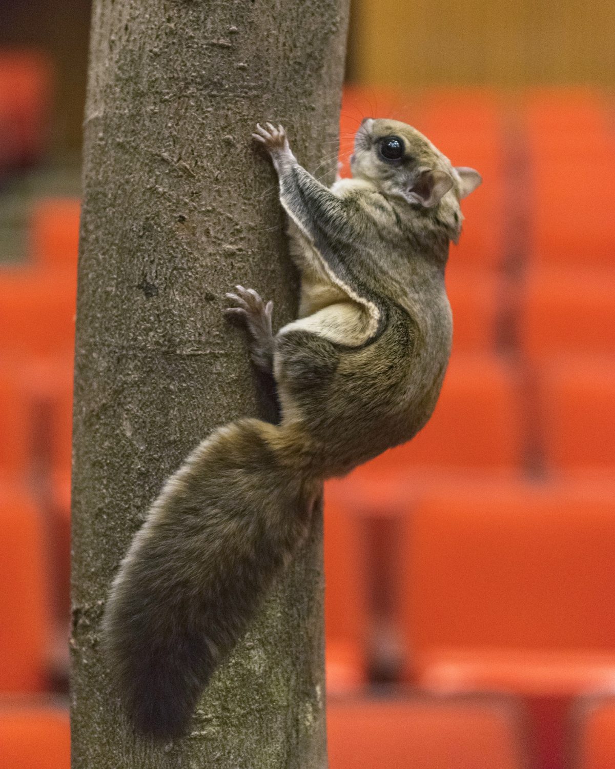 A Southern Flying Squirrel.