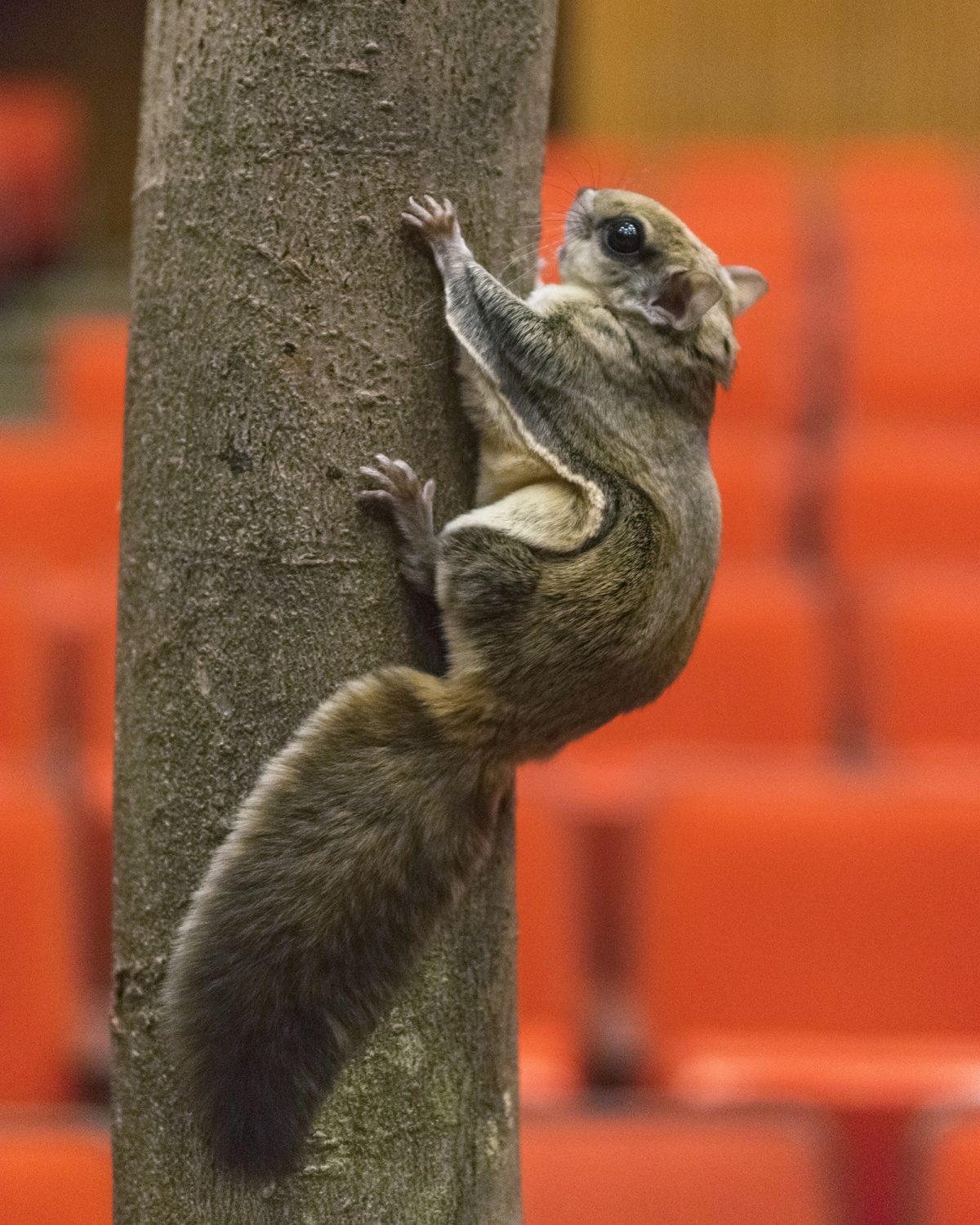 Meet the fabulous flying squirrels in your backyard