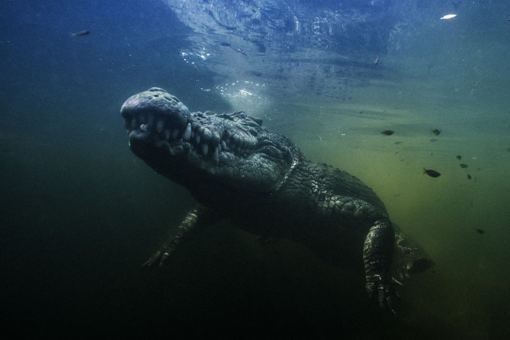 Australian saltwater crocodile