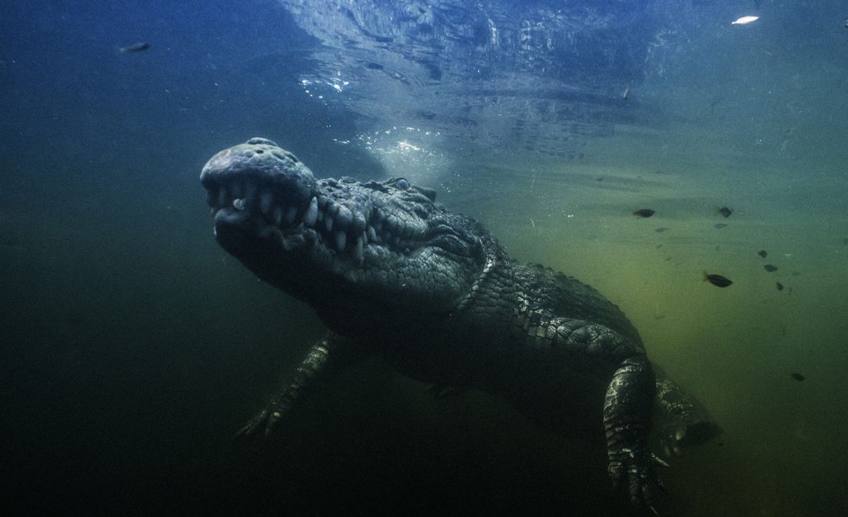 Australian saltwater crocodile