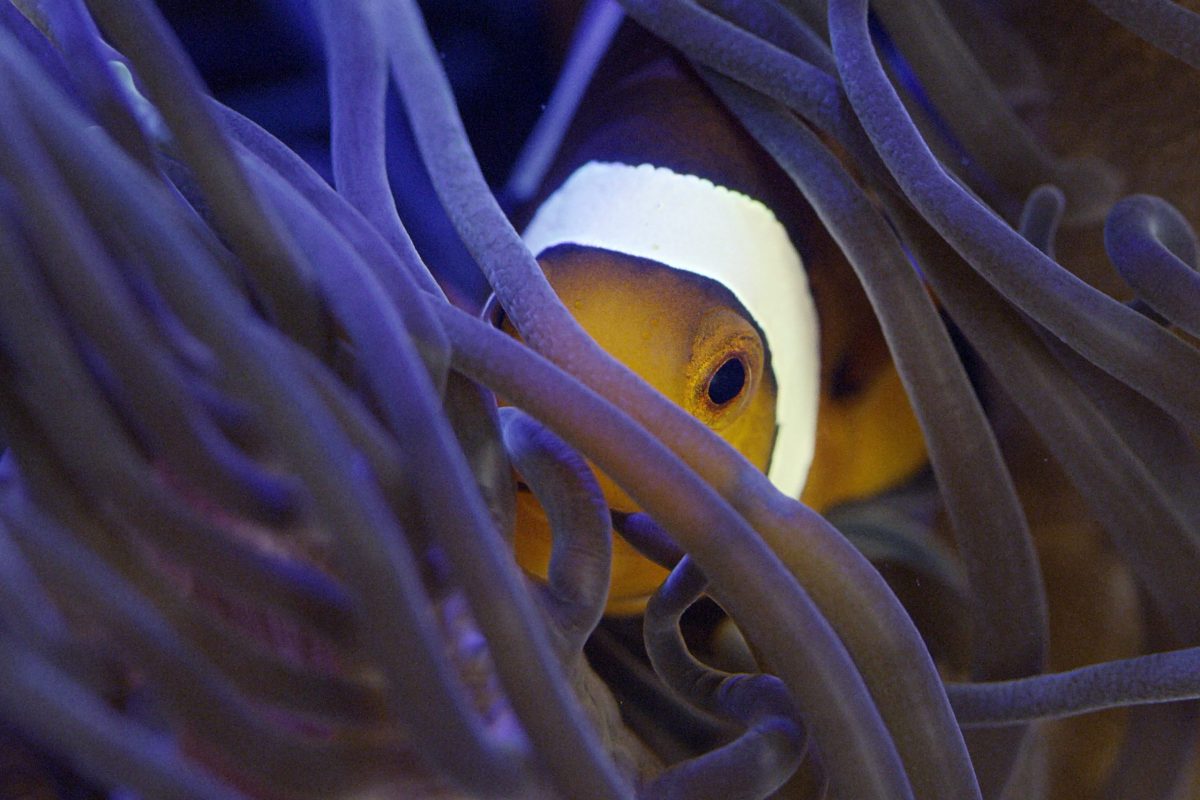 A clown fish hiding in some sea anemone.