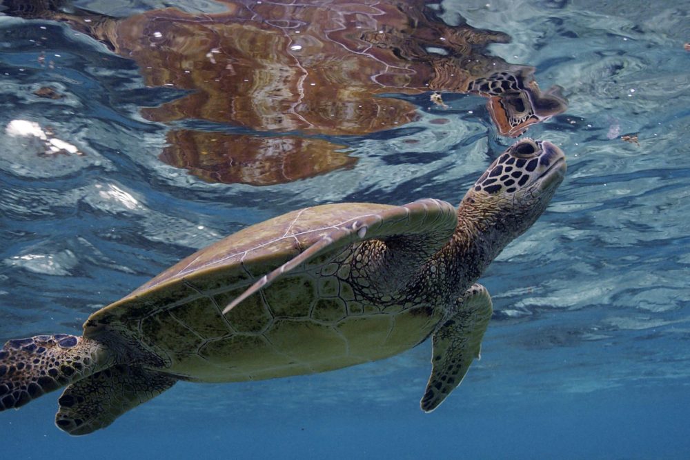 A sea turtle, near the surface of the water.