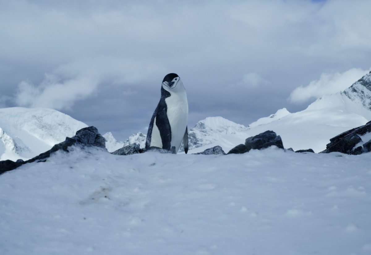 A penguin on a glacier