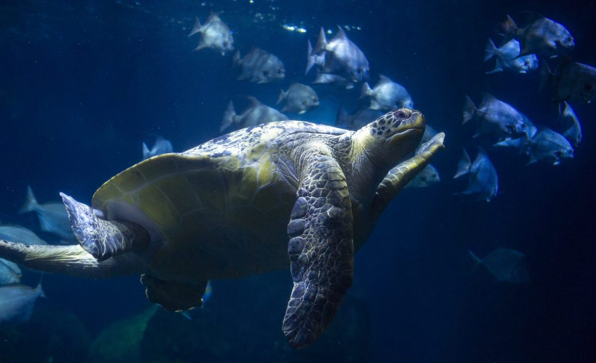 A Green Sea Turtle swims in the Secret Reef exhibit