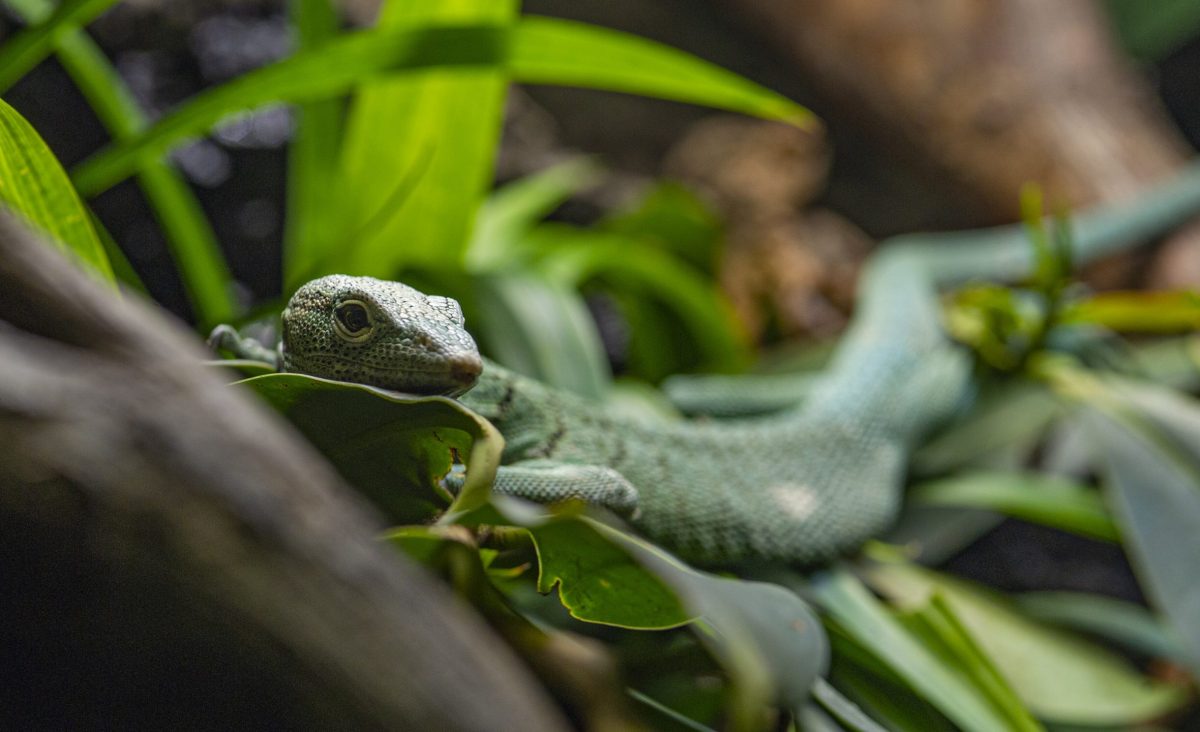 Emerald Tree Monitor resting on a branch