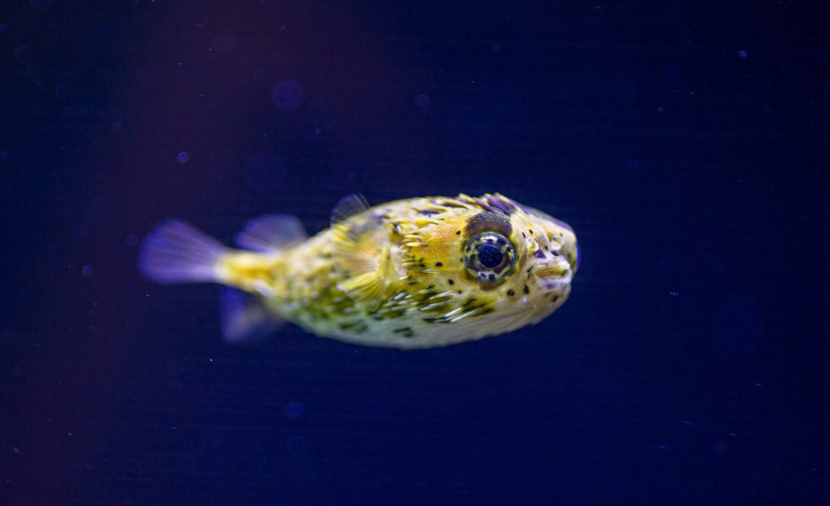 Juvenile Long-spine Porcupinefish