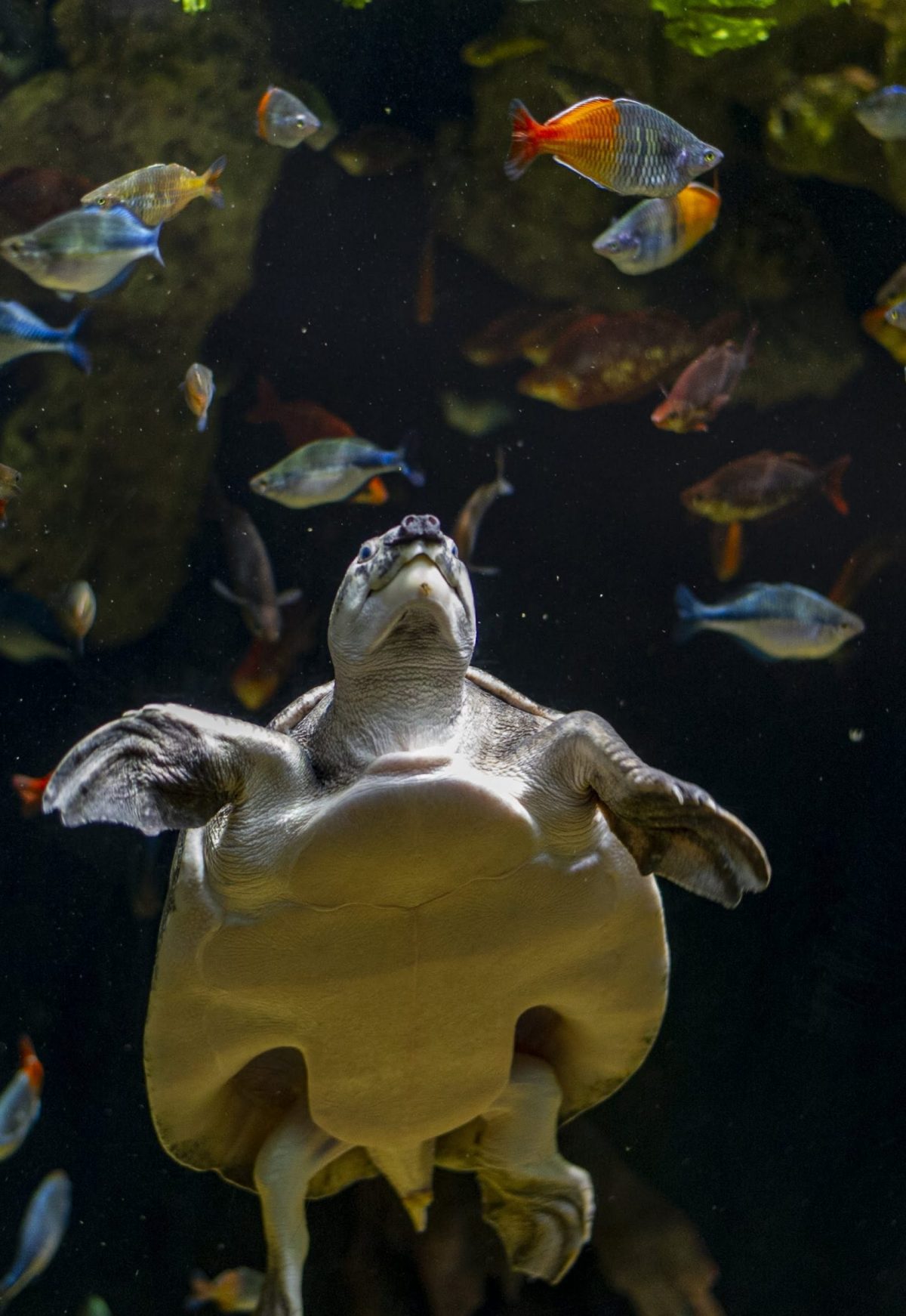 A Pig-nosed Turtle swimming amongst Rainbowfish in the Fly River exhibit
