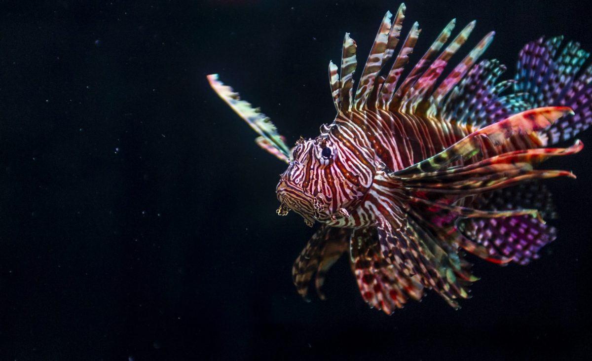 Lionfish swimming in the Invasive Species exhibit