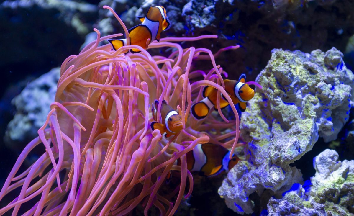 Clownfish swimming in an anemone