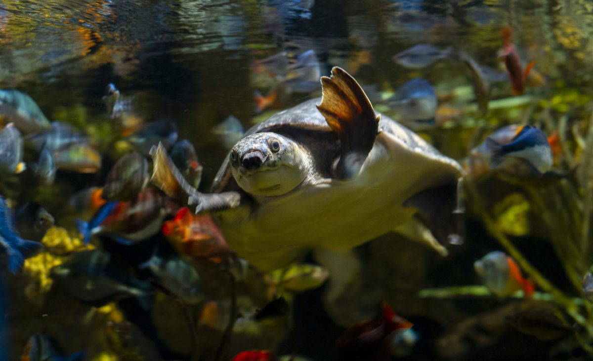 A Pig-nosed Turtles swims in the Fly River exhibit