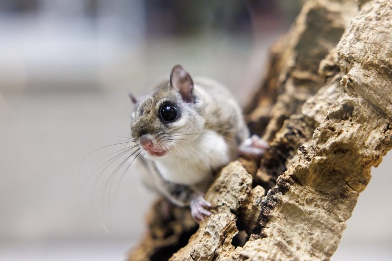 Meet the fabulous flying squirrels in your backyard · Tennessee Aquarium