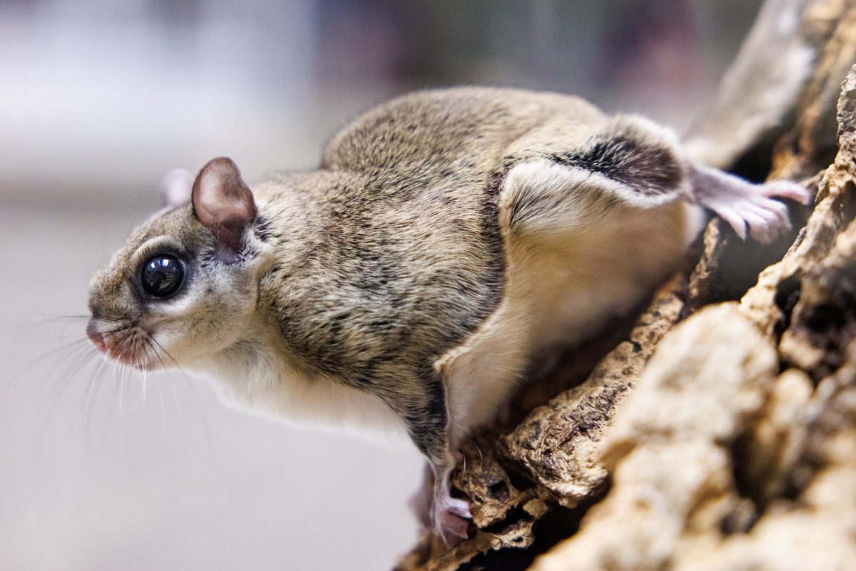 Cute Flying Squirrel Flying