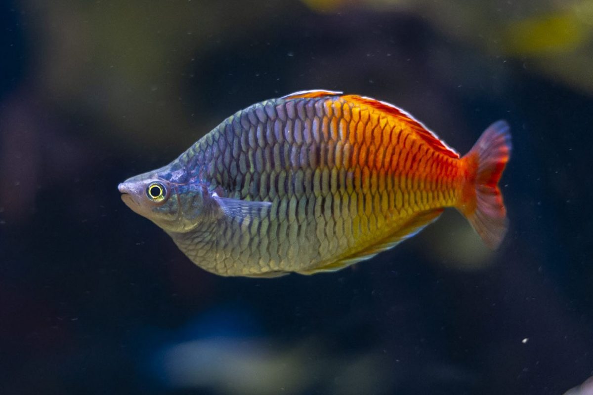 Rainbowfish in the Rivers of the World gallery